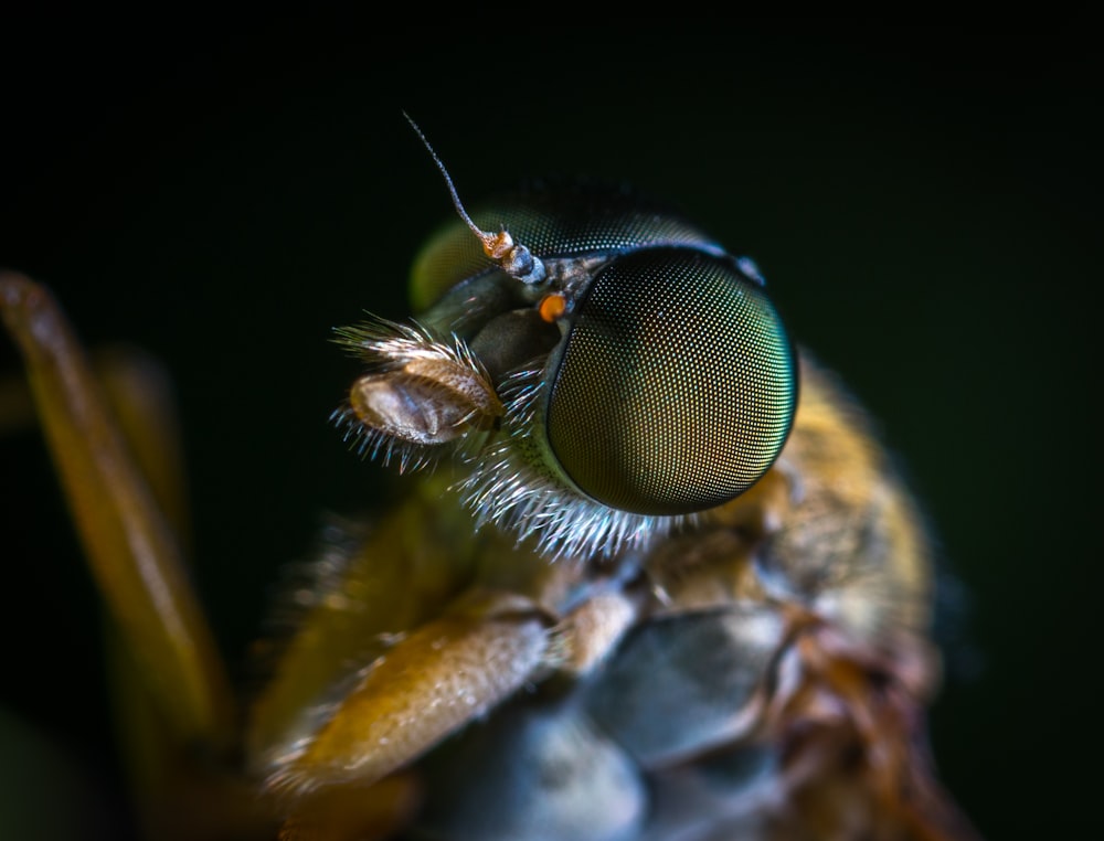 macro shot photography of yellow insect
