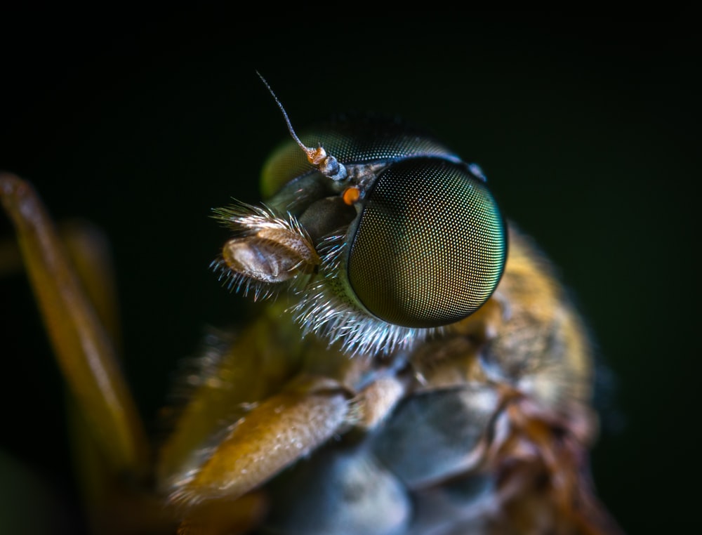 Makroaufnahmefotografie von gelbem Insekt