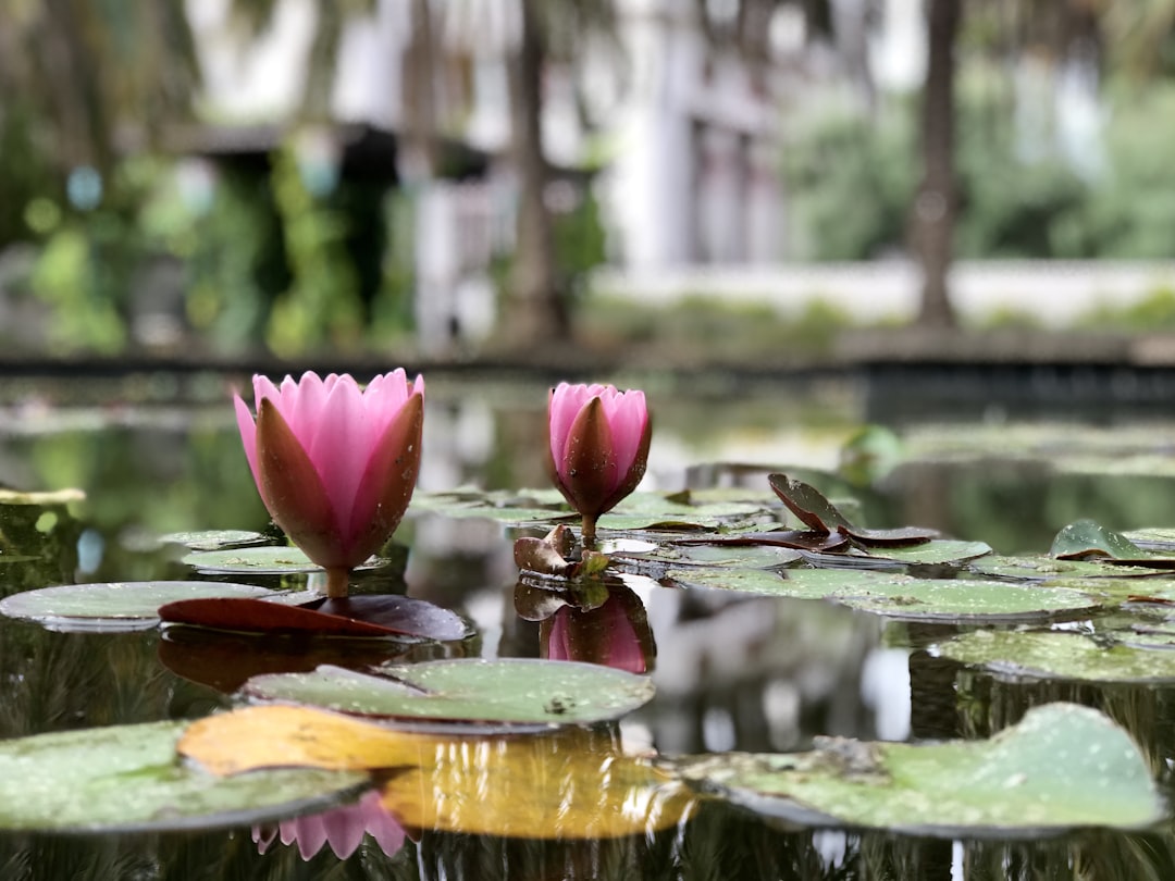 pink lotus near trees, Water lilies at the Rosicrucian Museum in San Jose