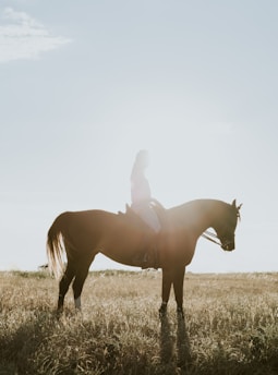 A serene equestrian scene featuring a horse and rider in a lush green field at sunset.