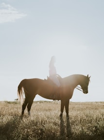 A silhouette of a person sitting on a horse in a sunlit field captures a serene and peaceful scene. The bright sunlight creates a hazy effect, highlighting the contours of both the rider and the horse.