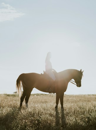 A silhouette of a person sitting on a horse in a sunlit field captures a serene and peaceful scene. The bright sunlight creates a hazy effect, highlighting the contours of both the rider and the horse.