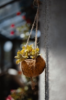 A small succulent plant is nestled inside a hanging coconut shell planter, suspended by a simple twine rope. The background is slightly blurred, indicating an outdoor garden setting with some greenery and red flowers visible.