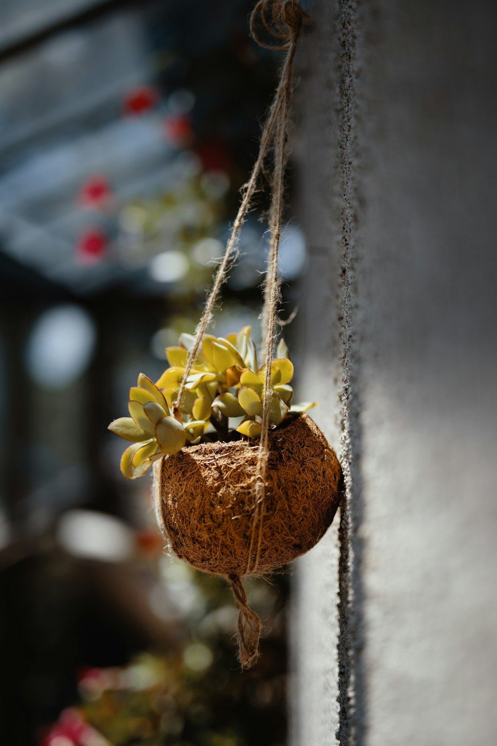 shallow focus photo of brown pot hanged on wall