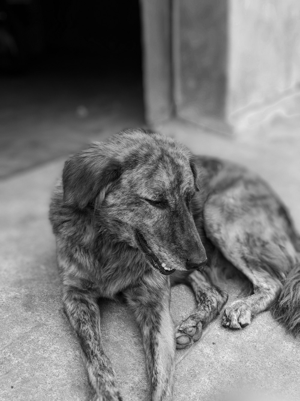 gray dog lying on ground