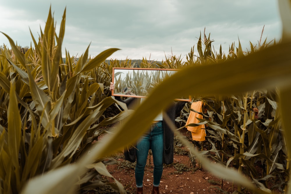 person holding mirror standing at corn fields