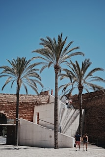 three palm trees
