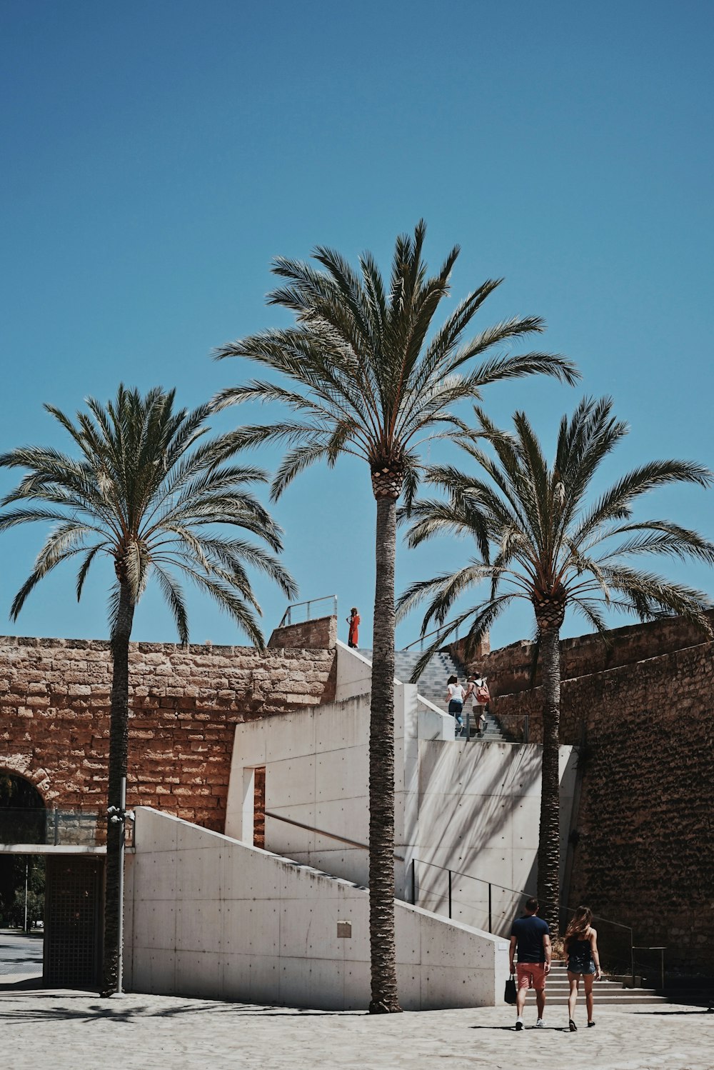 three palm trees