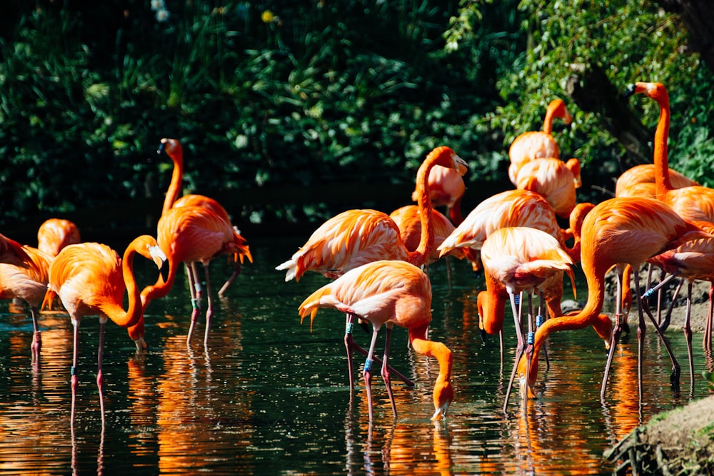 landscape photography of flamingos