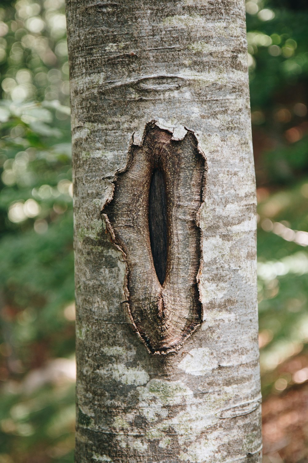 傷跡のある茶色の木の幹