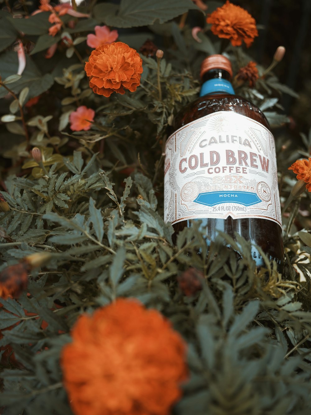 Califia cold brew bottle on orange petaled flower