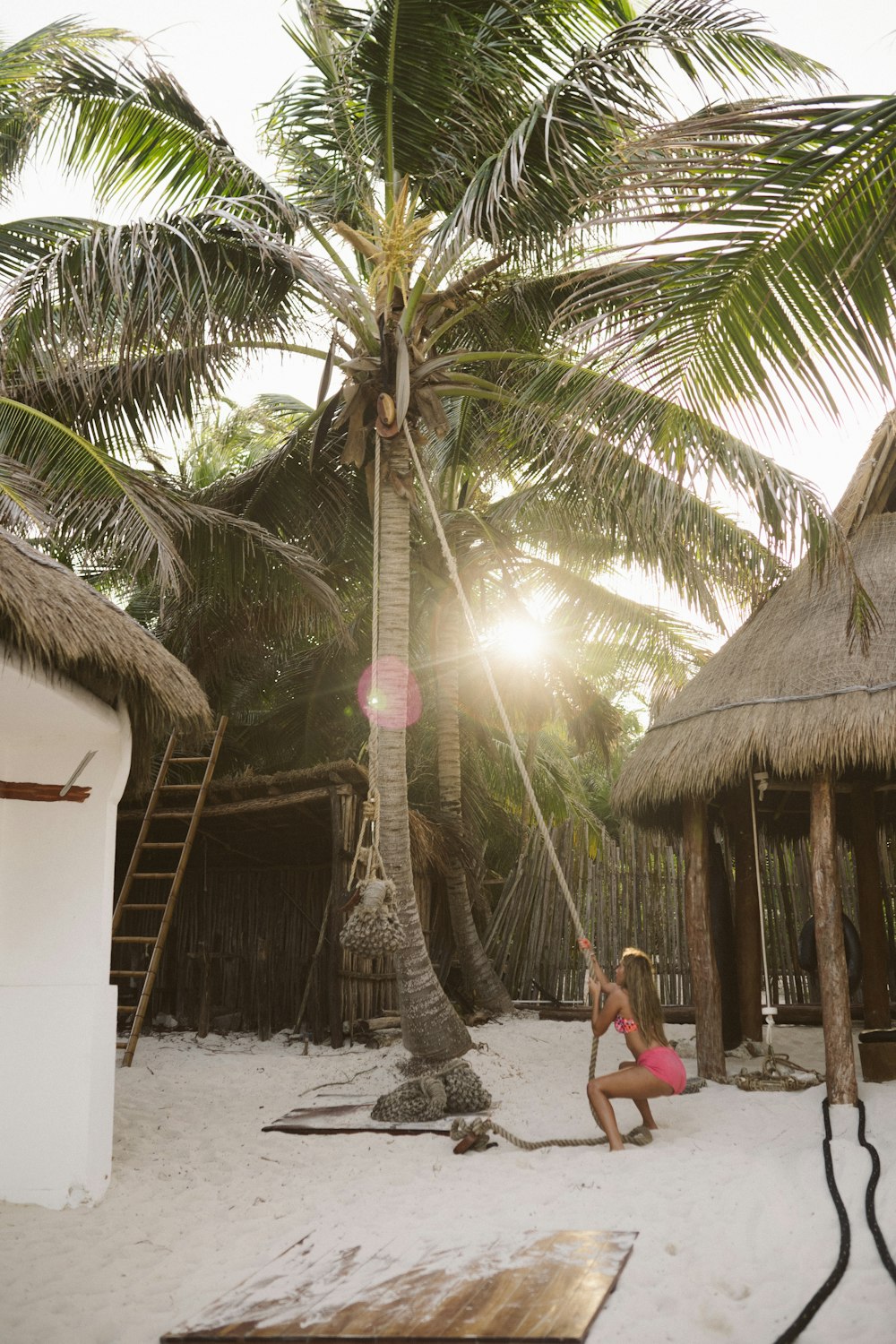 Woman pulling rope from coconut tree on seashore during daytime photo –  Free Mexico Image on Unsplash