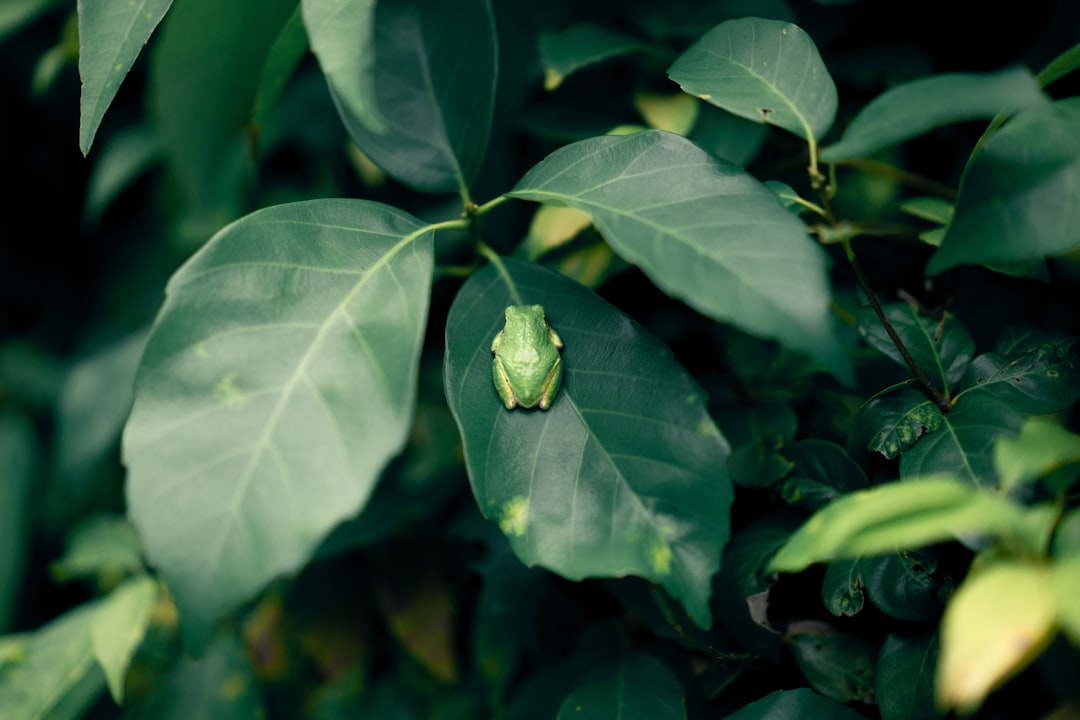 selective focus photography of green frog on leaf