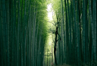 brown tree trunk between bamboo trees