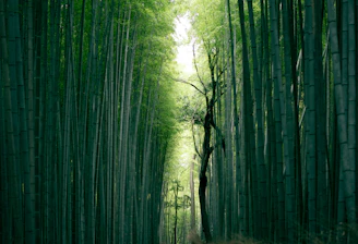 brown tree trunk between bamboo trees