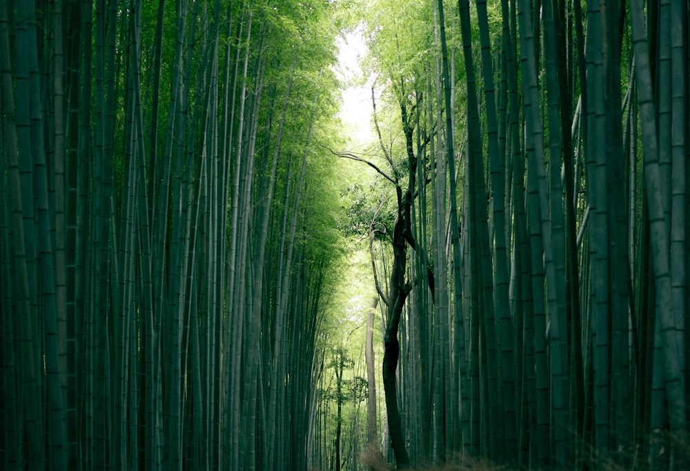 Tronco de árbol marrón entre árboles de bambú