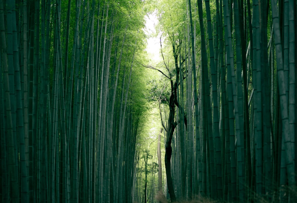 brown tree trunk between bamboo trees