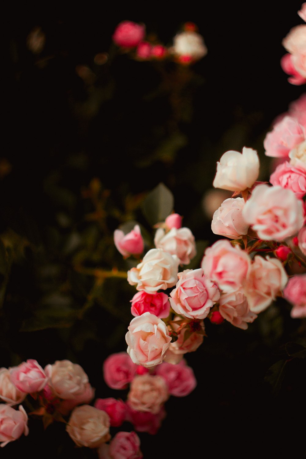 fleurs aux pétales roses