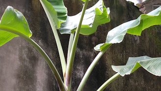 Large green banana leaves stretching outwards, set against a dark, textured background. Sunlight highlights parts of the leaves, accentuating their vibrant color and texture.