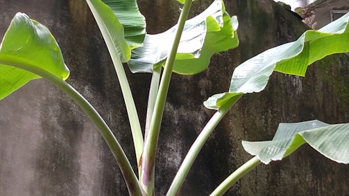 Large green banana leaves stretching outwards, set against a dark, textured background. Sunlight highlights parts of the leaves, accentuating their vibrant color and texture.