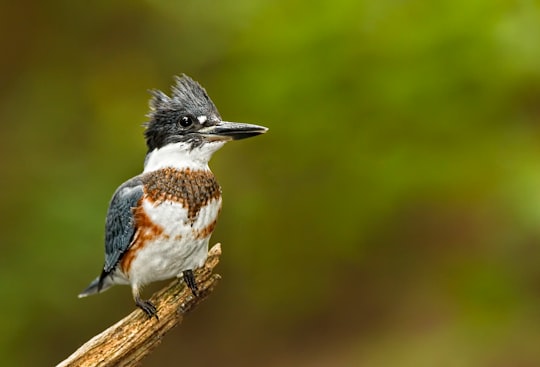 selective focus photo of black, white, and brown bird perching on branch in Interlochen United States