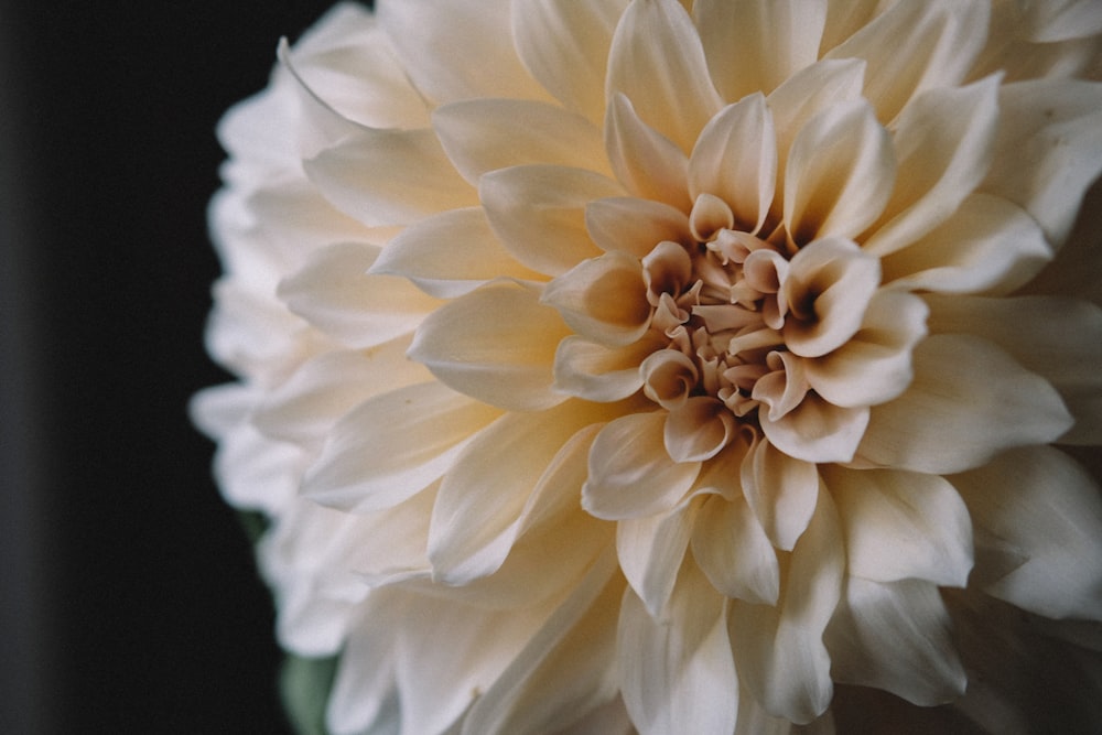 white flower