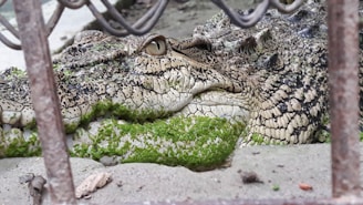 A close-up of a crocodile lying on a sandy surface, partially covered with green moss. The reptile's eye is visible and it's behind a metal fence.