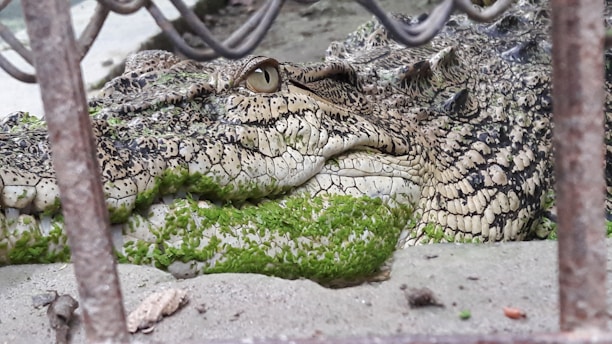 A close-up of a crocodile lying on a sandy surface, partially covered with green moss. The reptile's eye is visible and it's behind a metal fence.