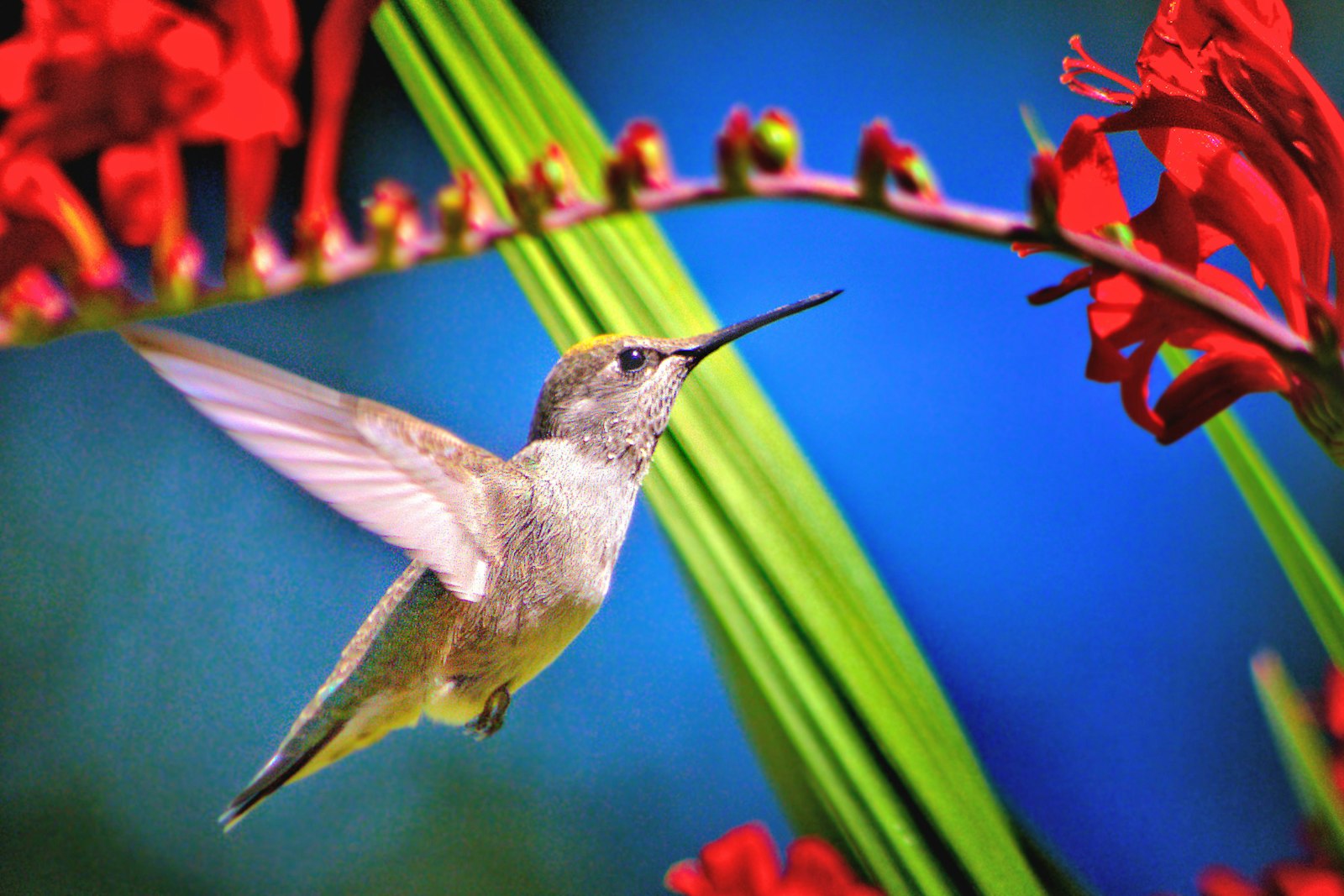 Pentax K-1 sample photo. Hummingbird near red petaled photography