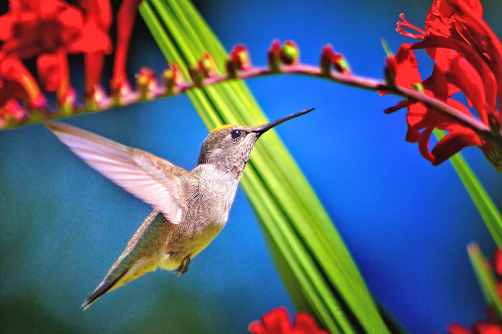 hummingbird near red petaled flower