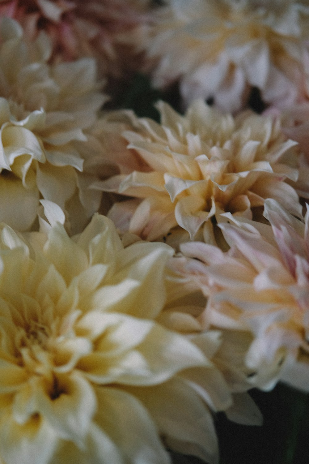 fleurs à pétales blancs dans la photographie de mise au point