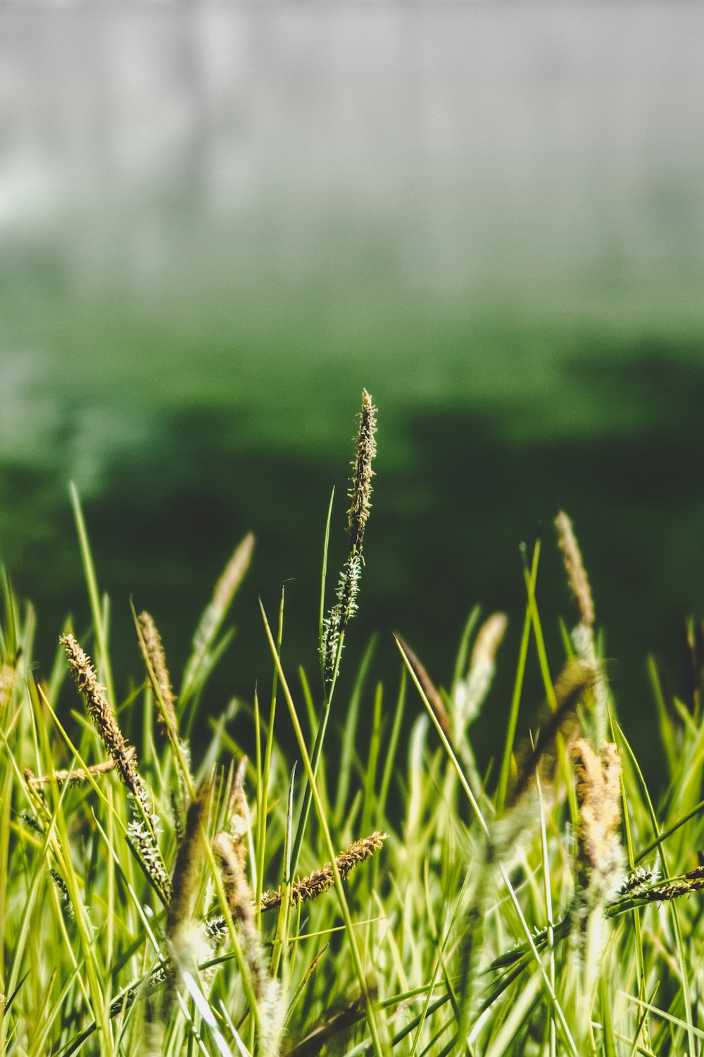 selective focus photography of green grass