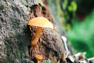 A small orange mushroom grows on the textured surface of a tree trunk. The mushroom is illuminated, highlighting its delicate cap and slender stem. The background features a blurred, vibrant green foliage, adding depth to the image.