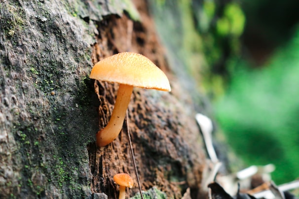 A small orange mushroom grows on the textured surface of a tree trunk. The mushroom is illuminated, highlighting its delicate cap and slender stem. The background features a blurred, vibrant green foliage, adding depth to the image.