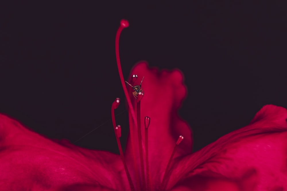 close up photo of red broad petaled flower