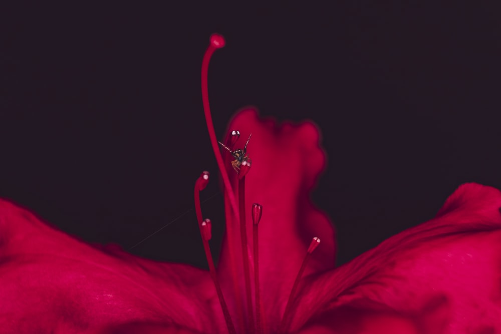 photo en gros plan d’une fleur rouge à larges pétales