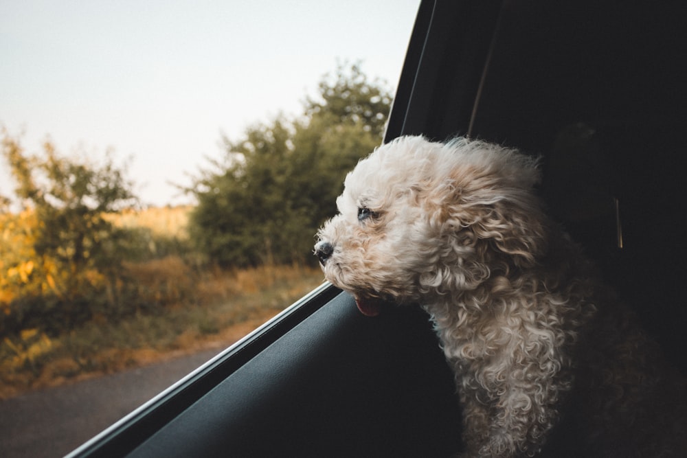 Selektive Fokusfotografie eines langhaarigen Hundes im Fahrzeug
