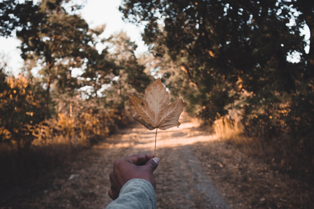 person holding leaf during daytime