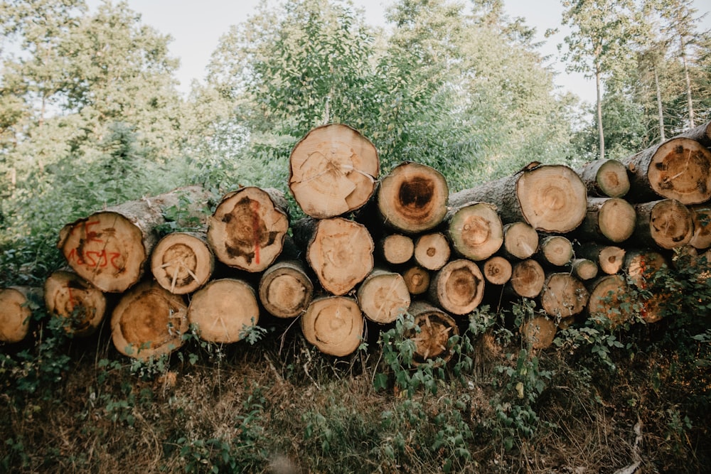 ツリー・ログ (tree log)
