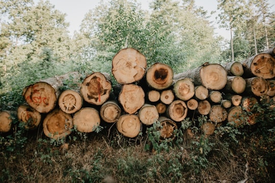 tree log in Flensburg Germany