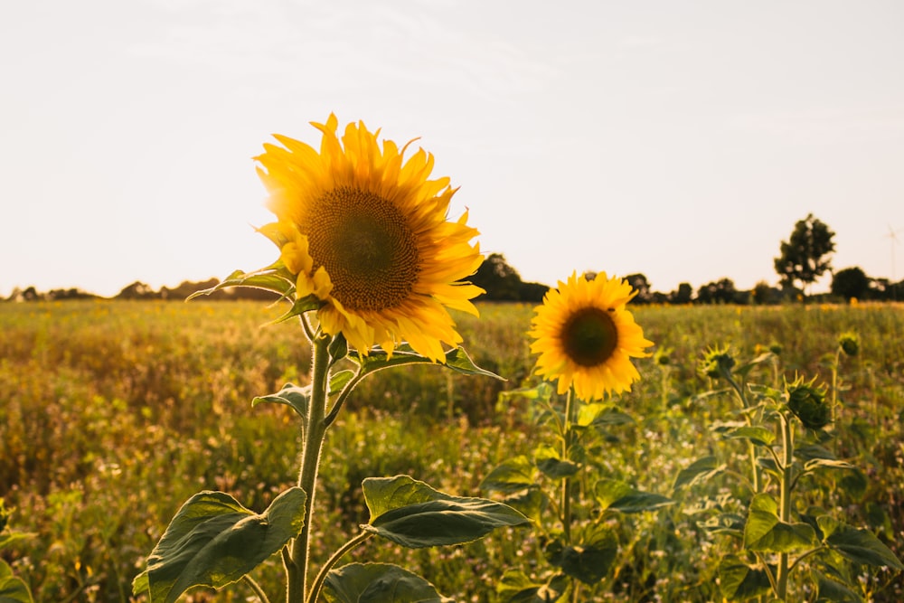 Champ de tournesol jaune pendant la journée