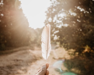 person holding white feather during daytime