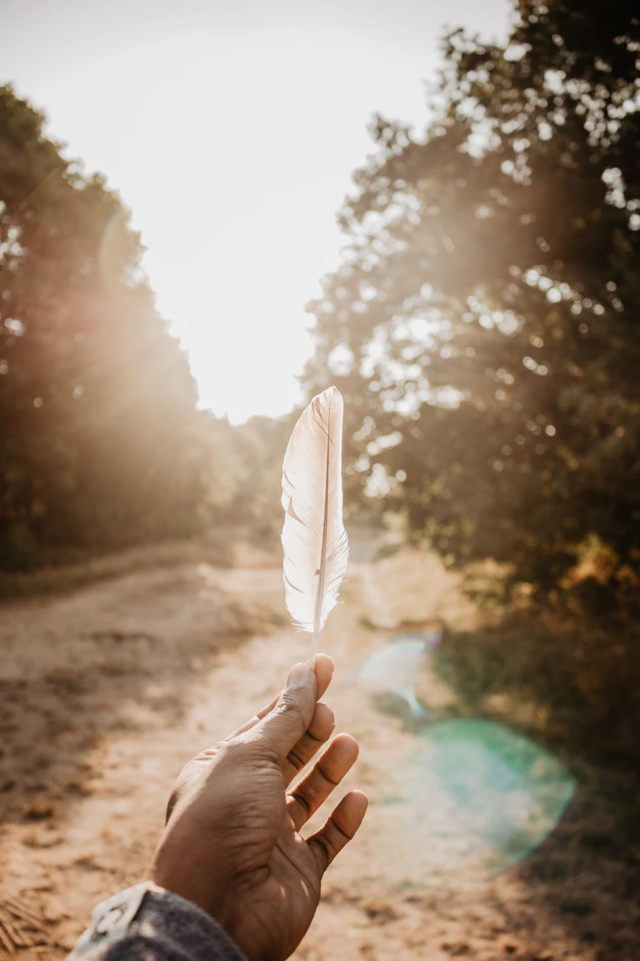 White feather floating in warm natural light