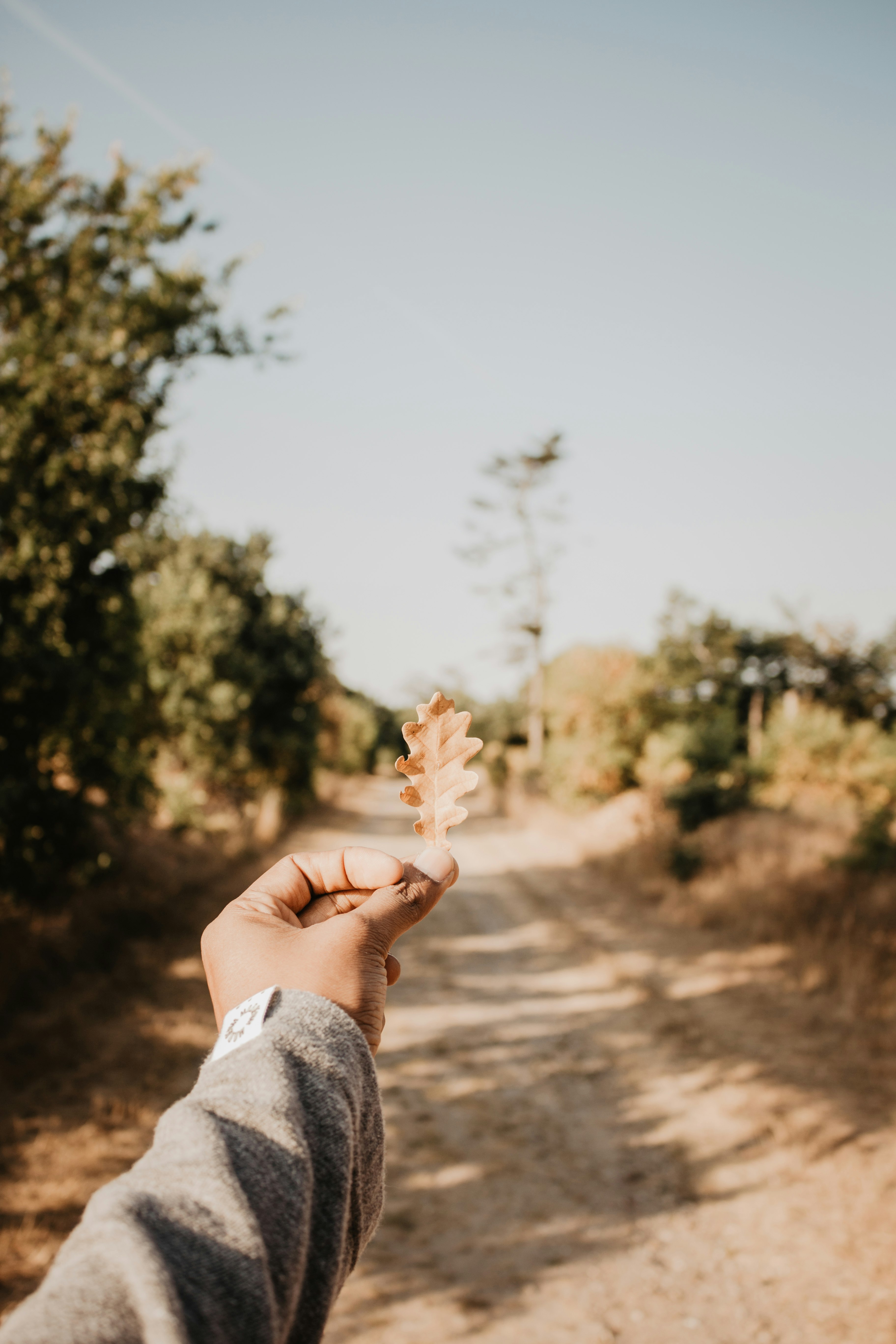 person holding brown leaf