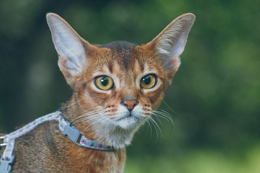 짧은 코팅을 한 갈색 고양이의 얕은 초점 사진