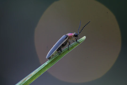 A softly glowing firefly resting on a delicate leaf at dusk.