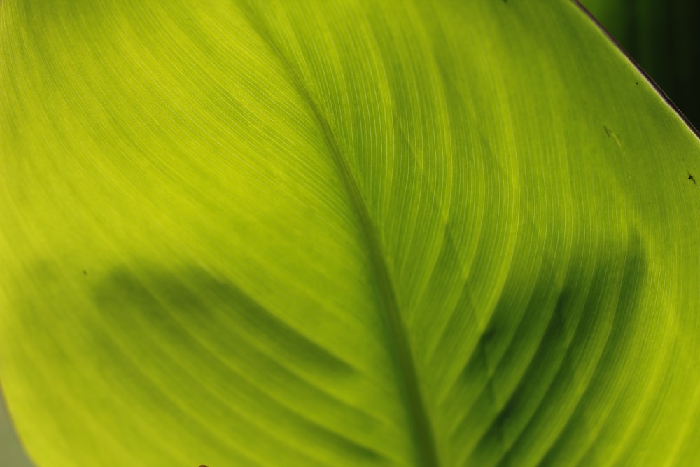 green leafed plant