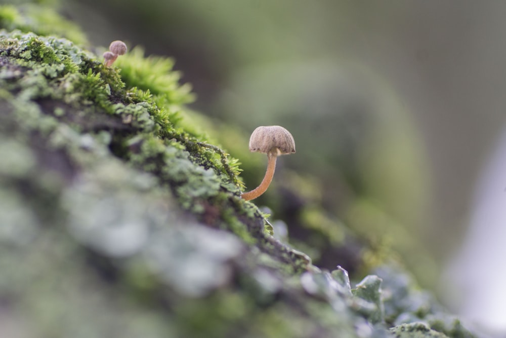 selective focus photo of brown mushroom on moss