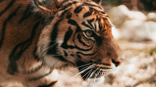 shallow focus photography of tiger in Taronga Zoo Wharf Australia