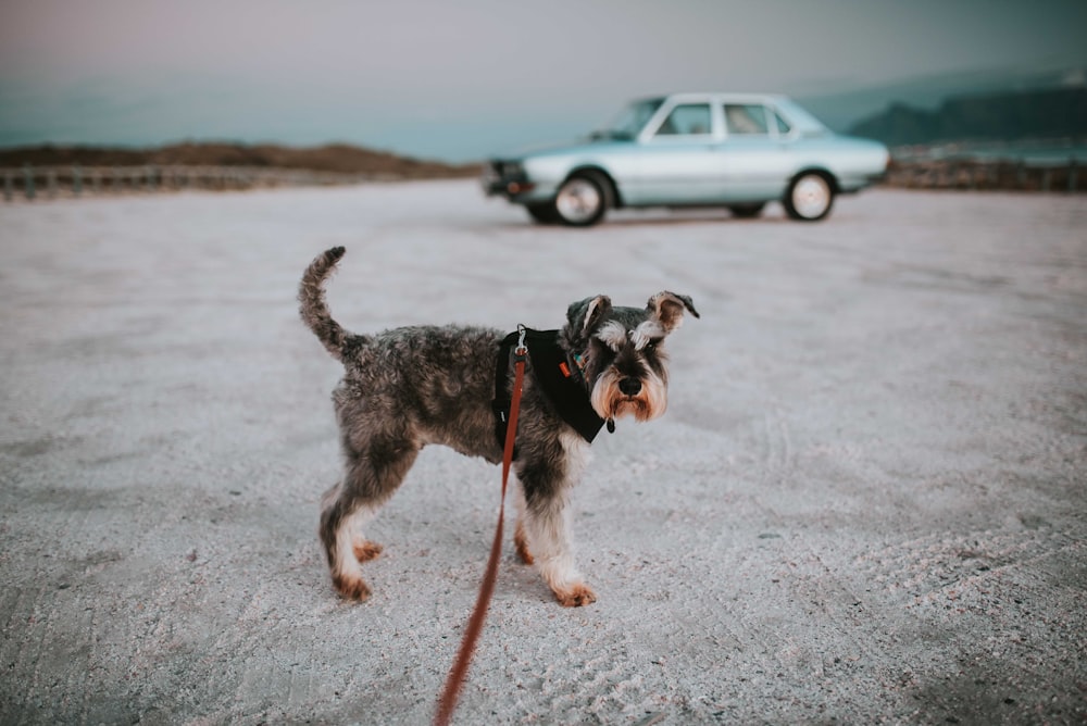 long-coated grey and black dog with leash